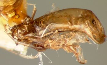 Media type: image;   Entomology 29037 Aspect: genitalia
